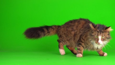 kitten gray cat lop-eared british on a green background screen