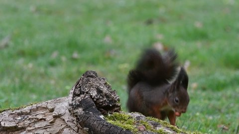 Eurasian red squirrel (Sciurus vulgaris) stealing hazelnuts from food cache hidden in tree stump and running away with the nuts to hide them in meadow