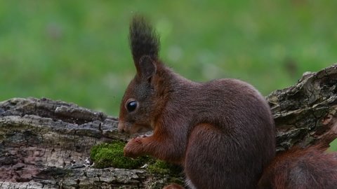 Cute Eurasian red squirrel (Sciurus vulgaris) with dark winter coat and large ear-tufts eating hazelnuts or nuts on tree stump