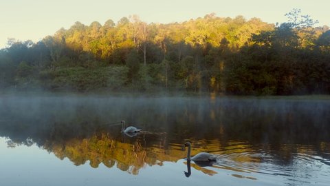 Two beautiful white swans swimming on a misty river in early morning. A forest lake in the fog with birds swimming at dawn. The forest is reflected in the water. Romantic and tranquil landscape