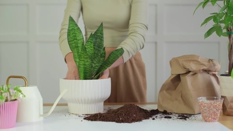 Gardener transplants snake plant in white pot. Woman fills the pot with potting soil then puts the plant inside.
