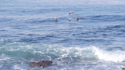 Wild brown pelican birds flock flying in air, big sea waves crashing by ocean beach. Pelecanus flapping by wings, flight above water surface. La Jolla wildlife, San Diego fauna, California coast, USA.