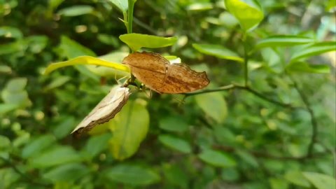Video showing grey pansy butterflies mating while resting on a lemon stem in daylight against natural background