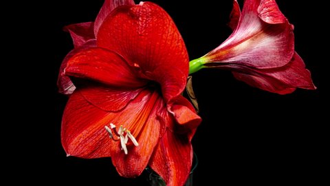 Red Hippeastrum Opens Flowers in Time Lapse on a Black Background. Growth of Orange Amaryllis Flower Buds. Perfect Blooming Houseplant 