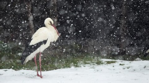 The stork that coincides with the snowfall on the way to the warm country