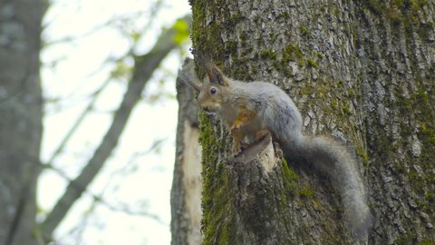 Red squirrel cleans its tail. Gray squirrel sits on a tree on spring day and clean fur. Super slow motion.