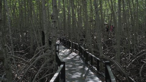 Nature view of 4k Resolution. Scenery while walking around the mangrove forest during the day.