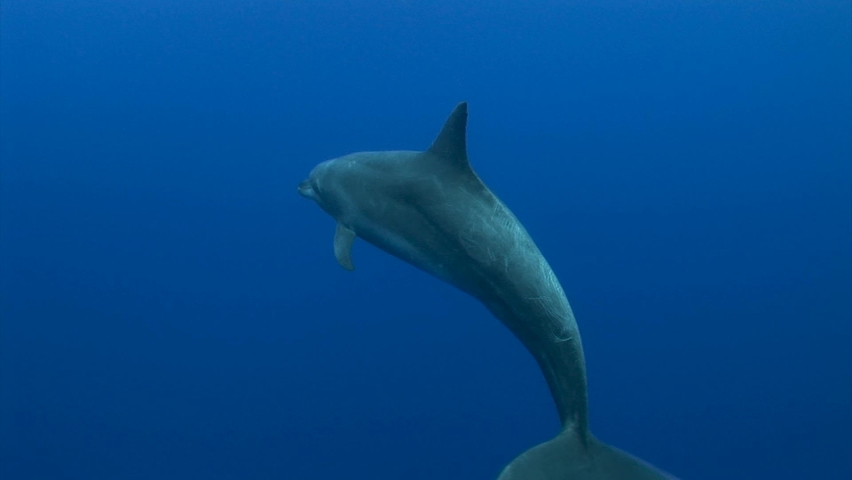 Close shot of Bottlenose dolphin, tursiops truncatus in clear blue water of the south pacific ocean posing in front of the camera. Royalty-Free Stock Footage #1088445121