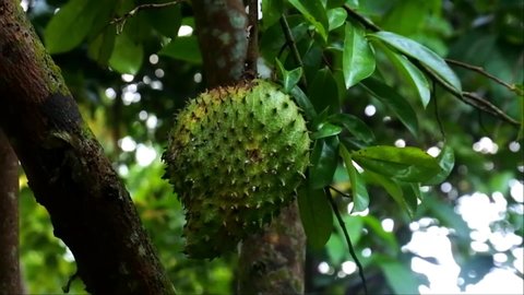 Soursop hanging from a tree, fruit with a rich source of vitamin C, footage of fruit with prickly skin surface
