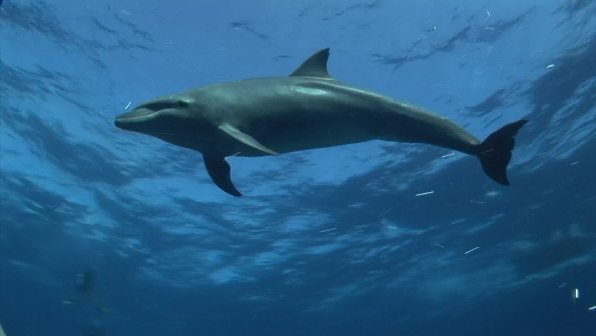 Bottlenose dolphins, tursiops truncatus in clear blue water of the south pacific ocean getting close to the camera. Shot against the water surface. Royalty-Free Stock Footage #1088445933