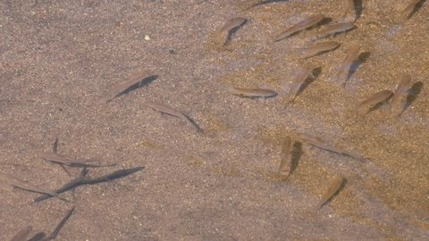 A school of fish at a stream drifting with the current from the right side to gather in a diagonal position, Poropuntius sp., Huai Kha Kaeng Wildlife Sanctuary, Thailand.
