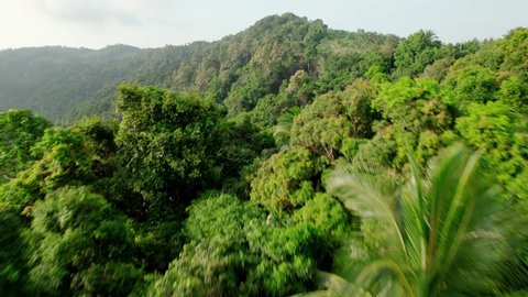 Tropical rainforest landscape jungle on the mountains in Ko Samui, Thailand