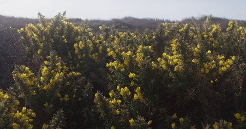 Common Gorse (Ulex europaeus) Bushes In Cornwall, England. Close Up, Zoom Out