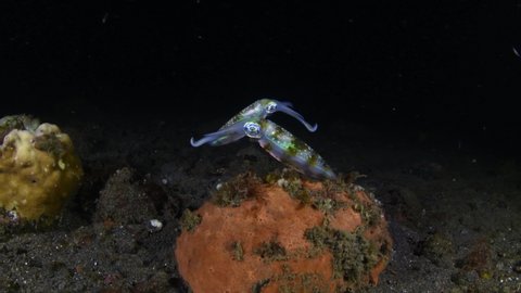 A couple of squids - Bigfin Reef Squid - Sepioteuthis lessoniana hunting in the night. Underwater world of Tulamben, Bali, Indonesia.