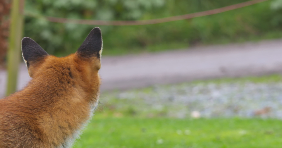Red Fox taking meat food by hand from human close up