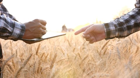 Farmer giving advice on wheat work online on computer in wheat field