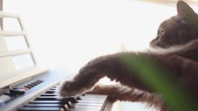 A funny Maine Coon cat playing a piano, keyboard, or organ.