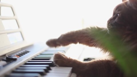 A funny Maine Coon cat playing a piano, keyboard, or organ.