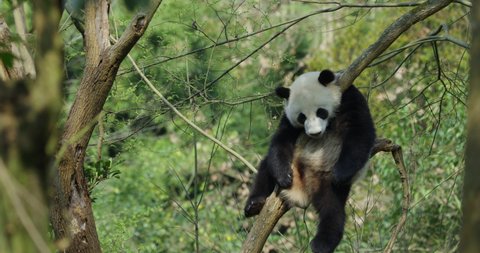 Adorable giant panda bear sleep relax in the tree at spring woods in Sichuan China