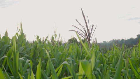 Beautiful morning sunrise over the corn field 4k footage