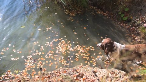 Dog breed English springer spaniel wants to get a stick out of the water. Autumn day, forest lake, fallen foliage.