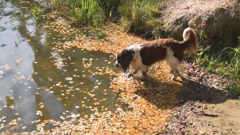 Gun Dog breed English Springer Spaniel walks through the shallow waters of a forest lake. Sunny day, fallen foliage on the water, the dog is afraid to go to the depth of the lake. The dog can't swim.