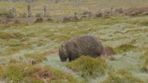 side view of a wombat grazing grass at ronny creek on a rainy day at cradle mountain national park in tasmania, australia