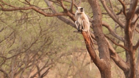 Full shot of alert Gray or Hanuman langurs or indian langur or monkey in natural green background perched on tree trunk during jungle safari at ranthambore national park forest reserve rajasthan India
