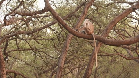wide shot of alert Gray or Hanuman langurs or indian langur or monkey in natural green background perched on tree trunk during jungle safari at ranthambore national park forest reserve rajasthan India