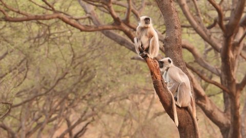 Full shot of caring protective and alert mother Gray or Hanuman langurs or indian langur or monkey family with baby perched on tree trunk at ranthambore national park tiger reserve rajasthan India