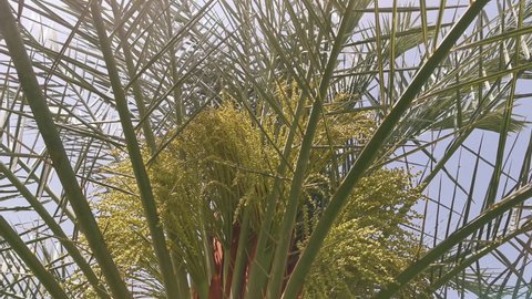 Date palm flowers and leaves moving in wind. Blooming date palm on blue sky background.