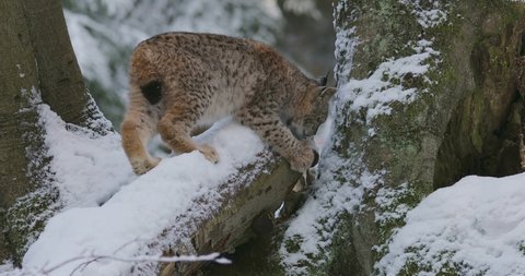 Lynx cub plays in snowy beech forest. Beautiful wild cat in nature. Animal with spotted orange fur. Beast of prey in frosty day. Habitat Europe, Asia.