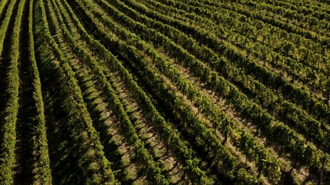 Vineyards on the hills in Goriska Brda, Tuscany like