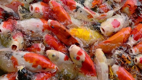 Koi fish or carp fish swimming in pond. It golden red orange black and yellow of body koi fish. fish swimming in the pond. It more colorful varieties in outdoor pool.
