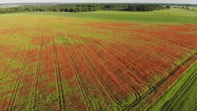 A red field of poppy flowers. Drone video.