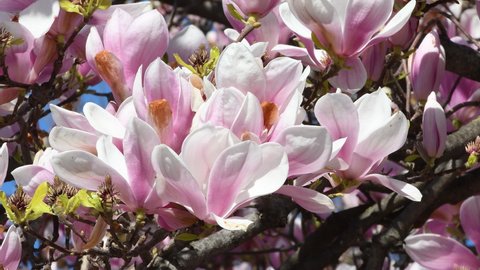 Beautiful pink blooming magnolia tree. Close up of magnolia blossoms in the spring season.