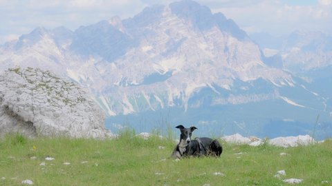Greyhound looks into the camera while resting on a green meadow high in the mountains. In the background the Dolomites in a calm atmosphere of a sunny day.