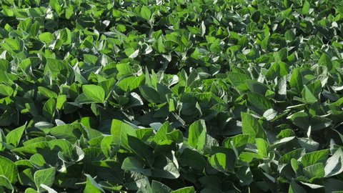 Green cultivated soy bean plants in field with wind blowing, panning agricultural footage in early summer or late spring