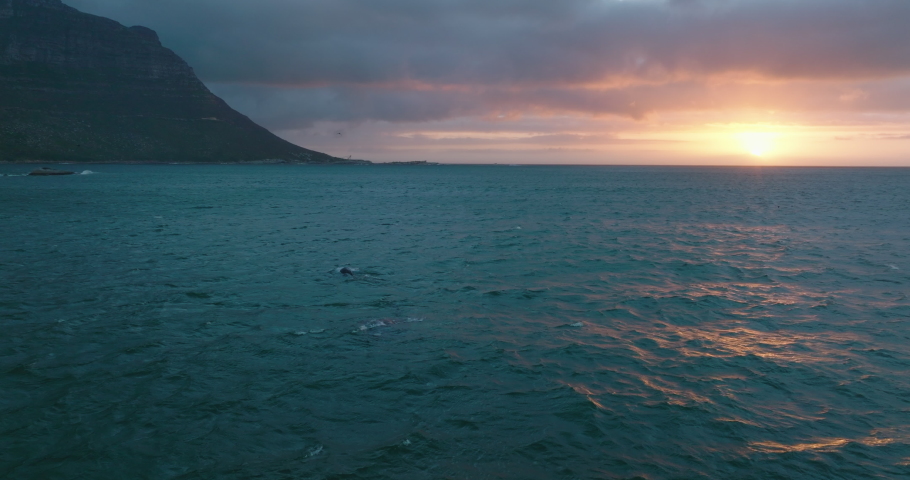 Slide and pan of whales emerging on surface near sea coast. Evening shot against sunset sky.