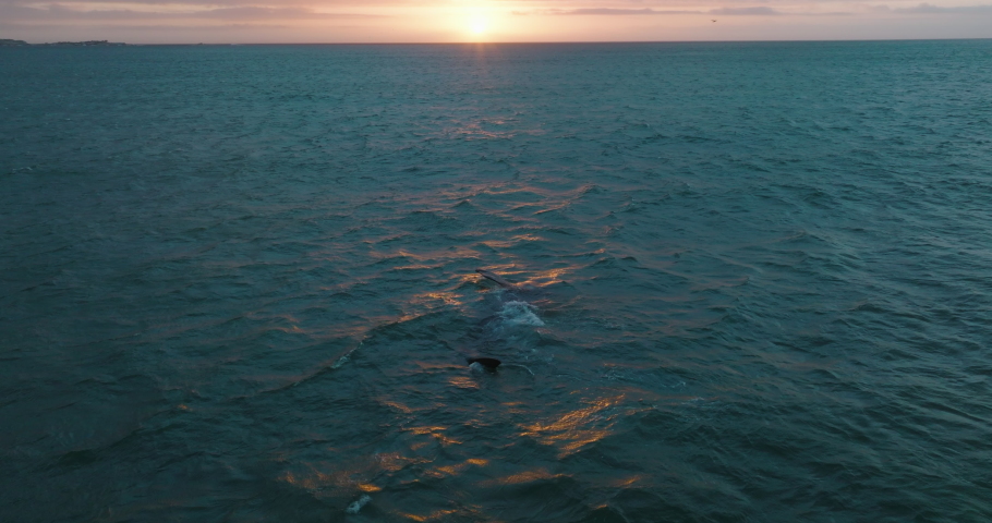 Whale floating on surface lit by last sun rays of day. Romantic aerial footage of rippled sea against sunset.