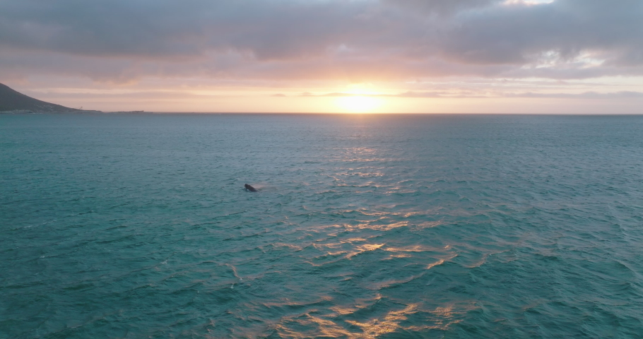 Watching whales in natural environment at dusk. Fly above sea surface against setting sun.