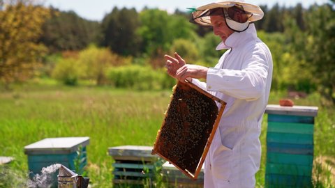 Adult beekeeper looks attentively at the frame in his hands and comments what he sees. Man in white outfit takes care of his bee farm. Nature background.