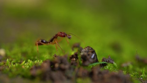 Close-up macro video of a big red ant working alone pulling food in the morning on the green grass