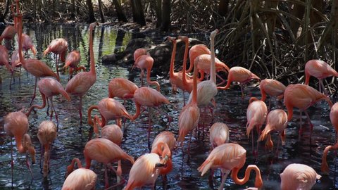 Group of Flamingo Birds in Water