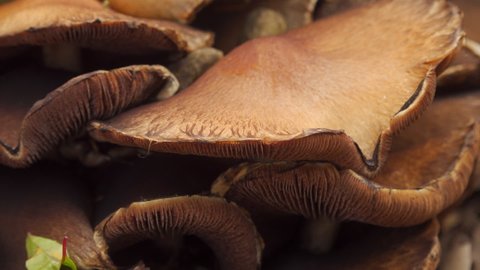 Brown outdoor toadstool fungus close up sliding move stock footage