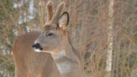 roe deer animal portrait head antlers watching Capreolus capreolus natural world