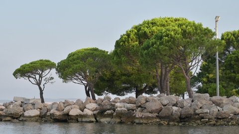 European red pine (Pinus sylvestris) at Croatian Adriatic sea coast in town of Crikvenica in early summer morning
