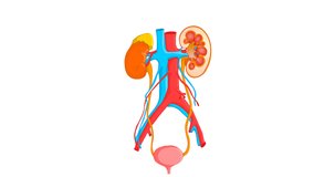 Mineral in urinary system animation. Detailed human kidney anatomy. Bladder, ureter, renal vein, urethra.  Journey of water in human body, absorption. Excretory. Explanations, Medical, urology video