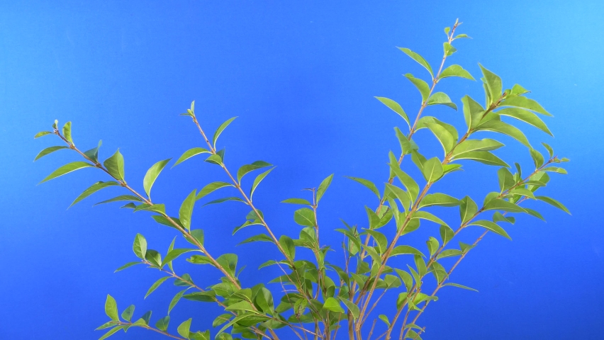 Leafy Branches In Wind - Bluescreen For Compositing Royalty-Free Stock Footage #1088472365