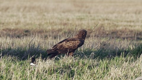 Lesser spotted eagle Aquila pomarina in spring on the ground. Eat dead bird.